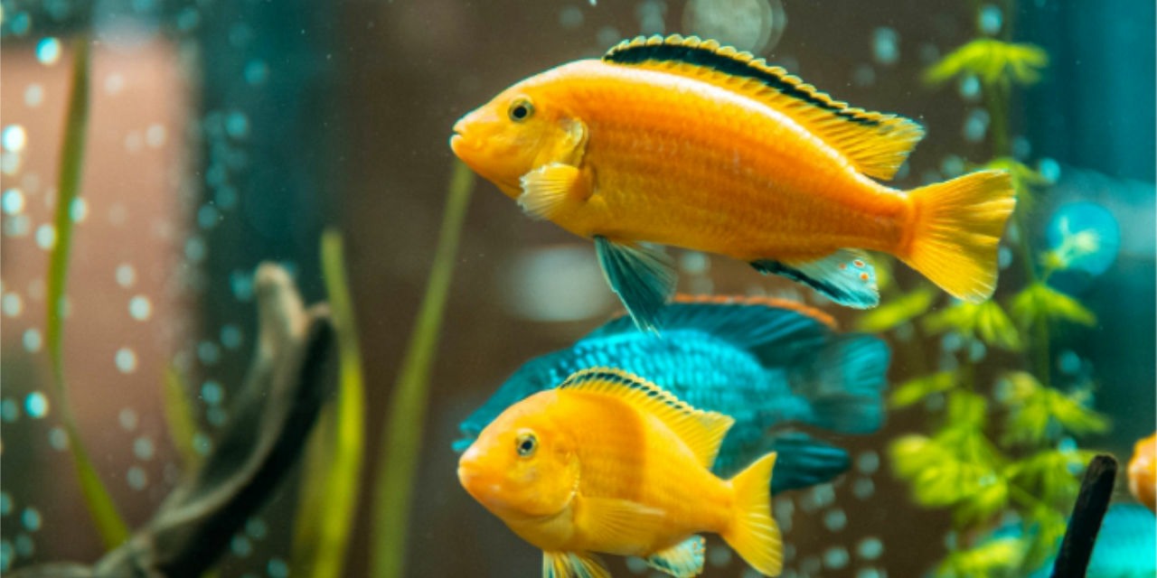 Aquarium d’eau douce