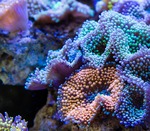 Meerwasseraquarium für Anfänger