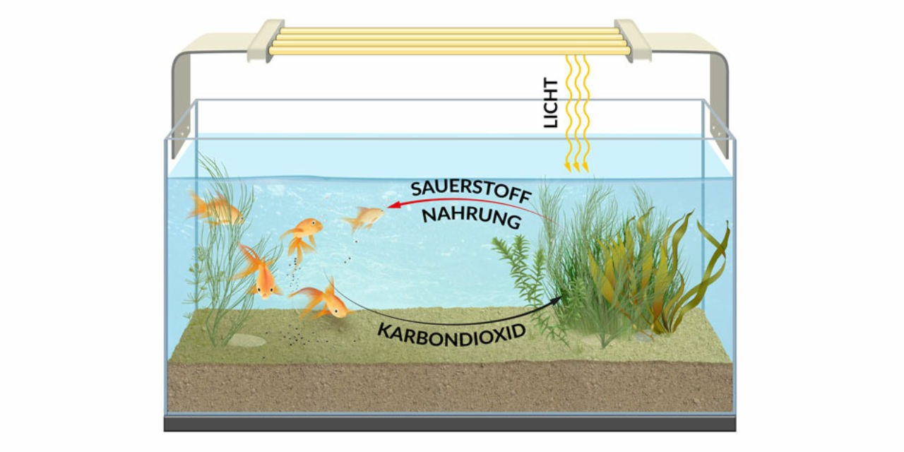 Cycle du CO2 aquarium
