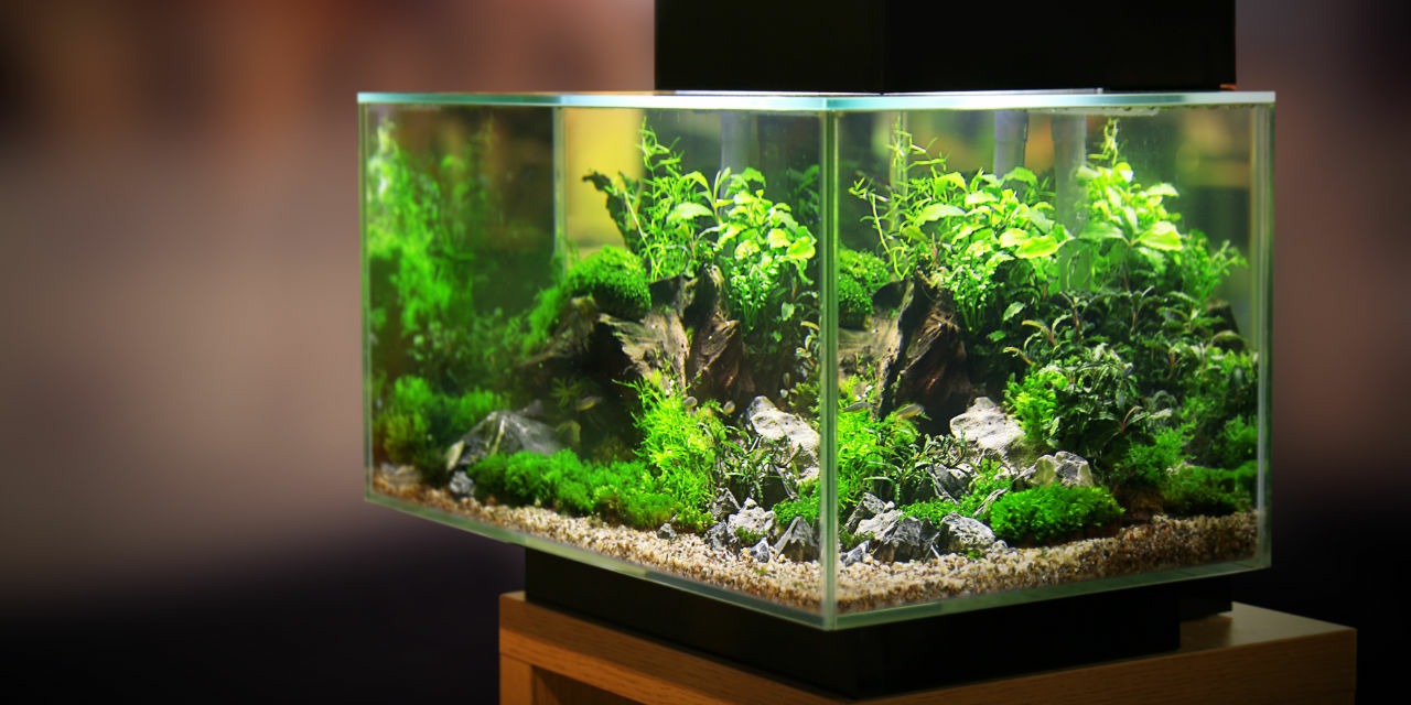 petit aquarium