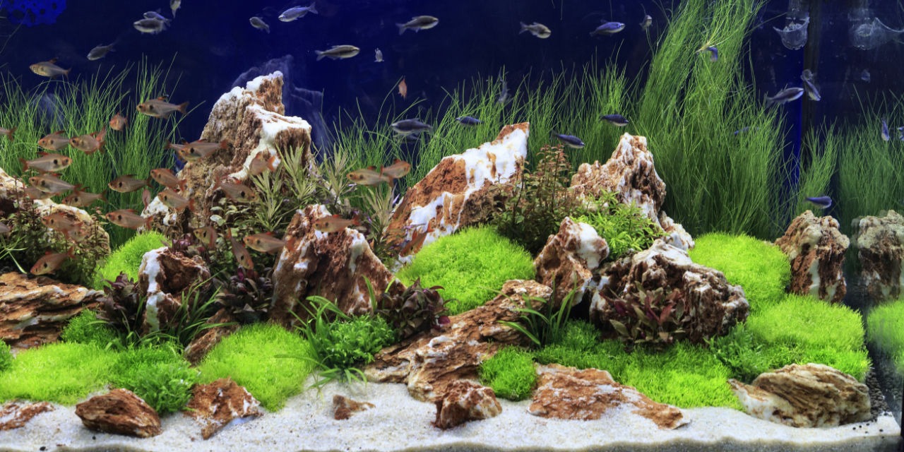 Exemple d’aménagement d’aquarium 1