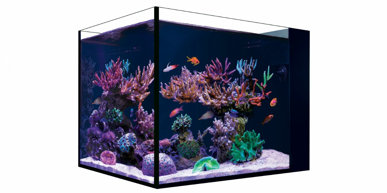 Nano-aquarium d’eau de mer