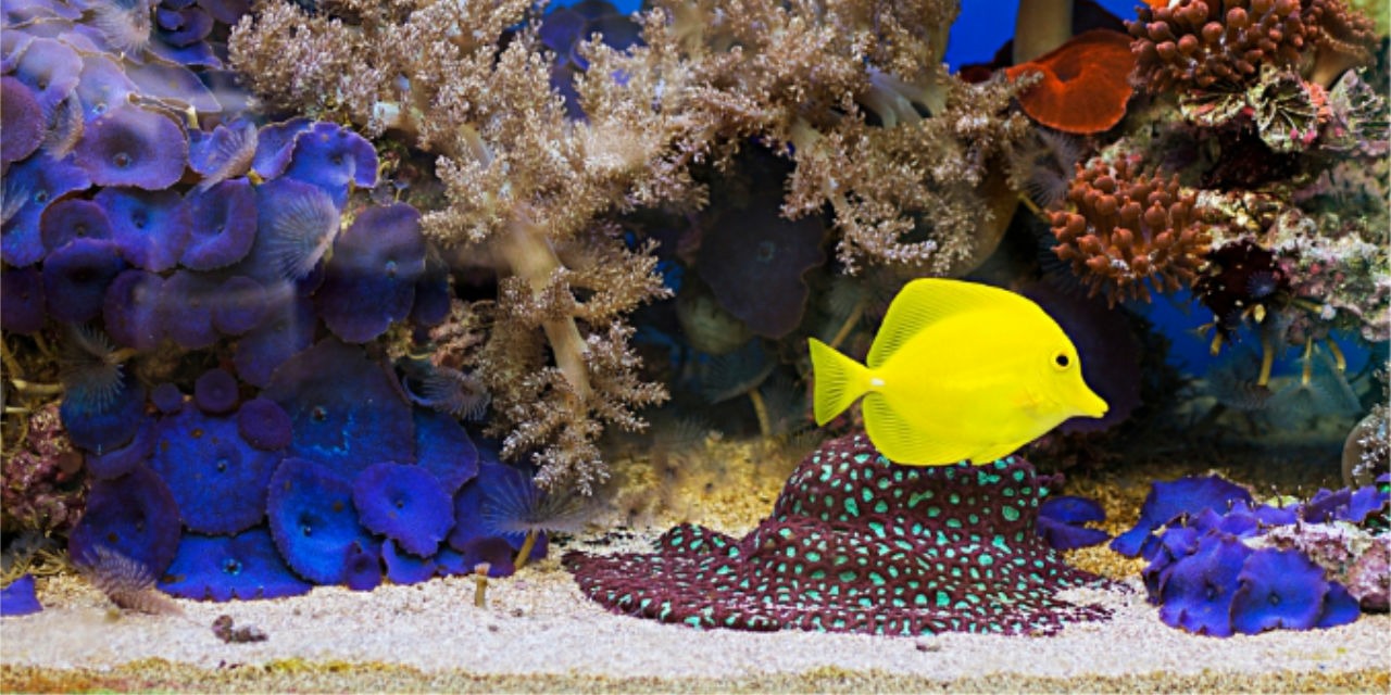 Substrat pour aquarium d’eau de mer