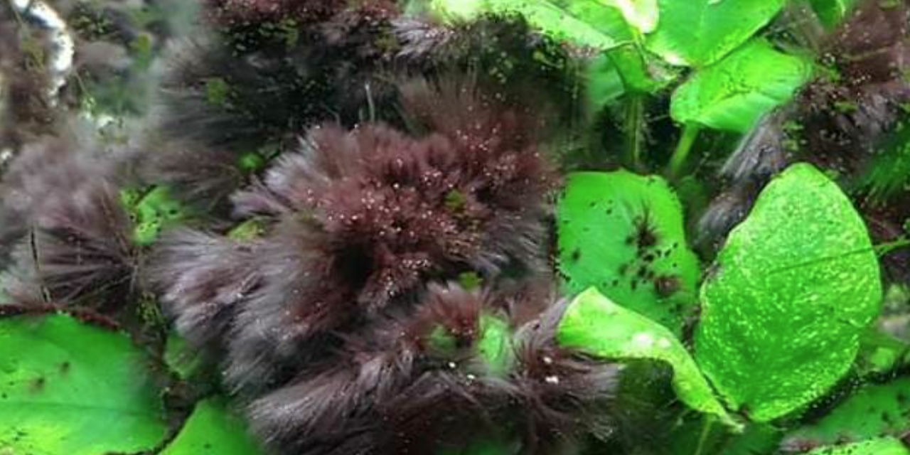 Algue pinceau sur Anubias