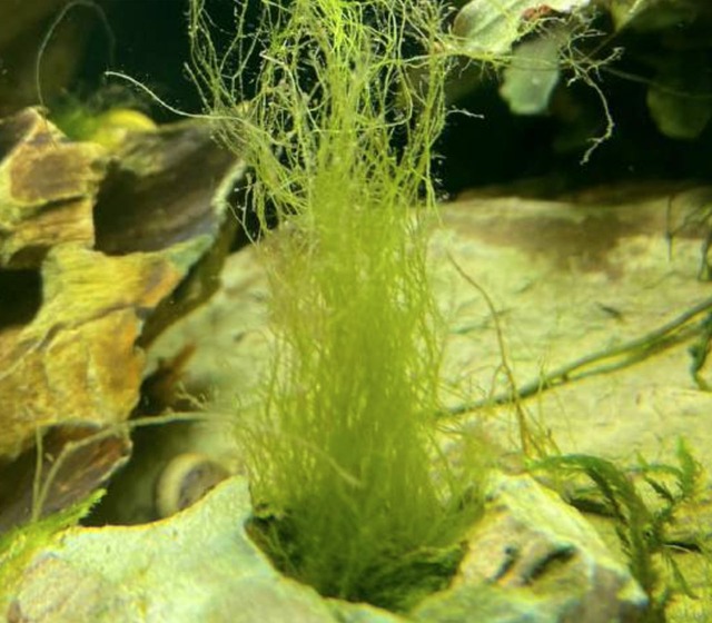 Image de Combattre/éliminer les algues barbues dans l’aquar