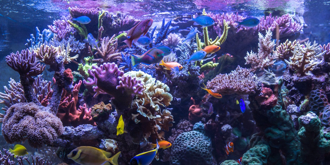 Exemple d&rsquo;am&eacute;nagement d&rsquo;aquarium 3