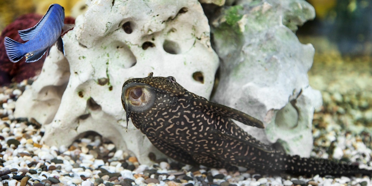 Ancistrus (Ancistrus dolichopterus)