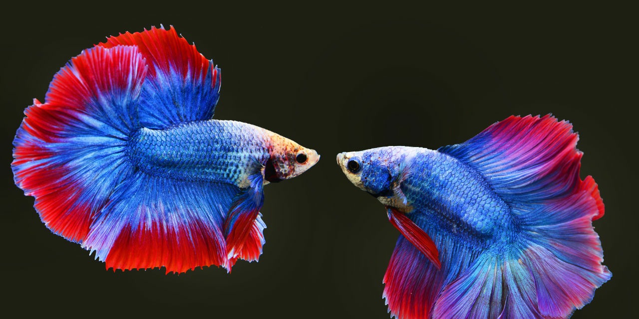 Préparer sa nourriture pour poissons prédateurs