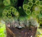 Algen im Aquarium Pinselalgen
