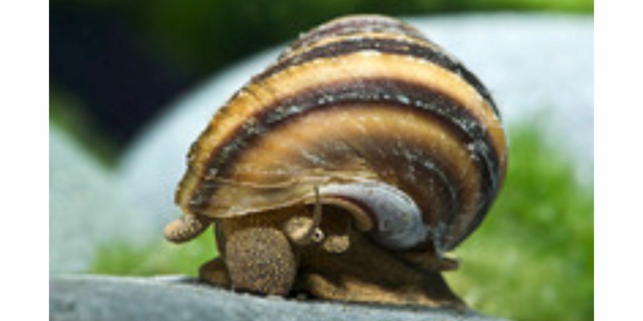 Planorbe
