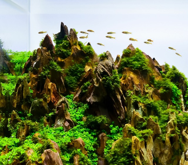 Image de Aménager & décorer un aquarium 🐟 Top 4 des exemple