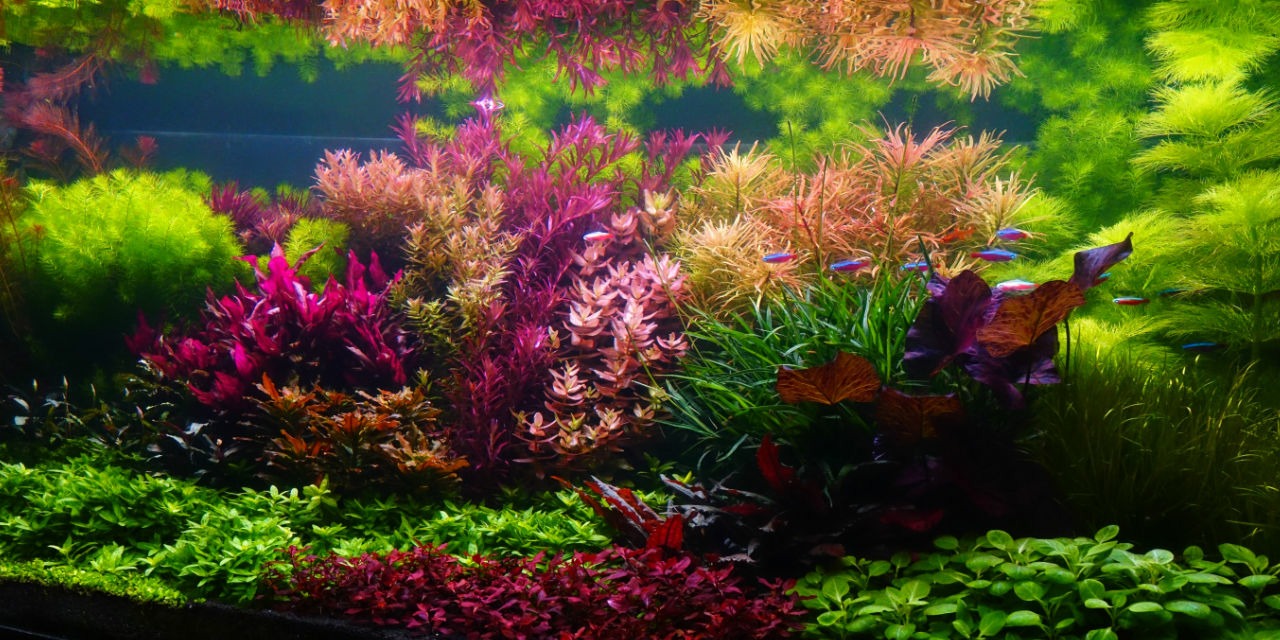 Monde sous-marin coloré aquarium