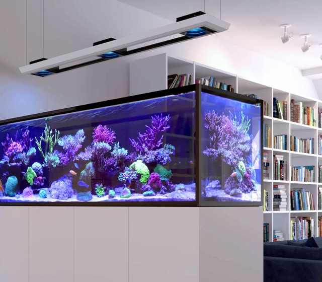 Image de Kit complet aquarium d’eau de mer 🐟 Test & recomma