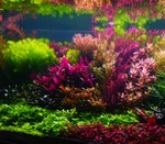 CO2 Anlage Aquarium
