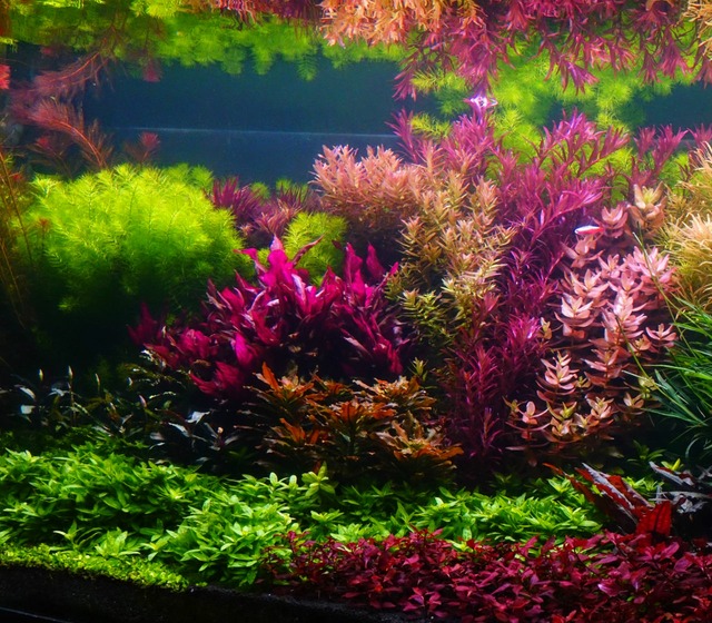 Image de Système CO2 pour aquarium : quand est-ce utile ? 🐟
