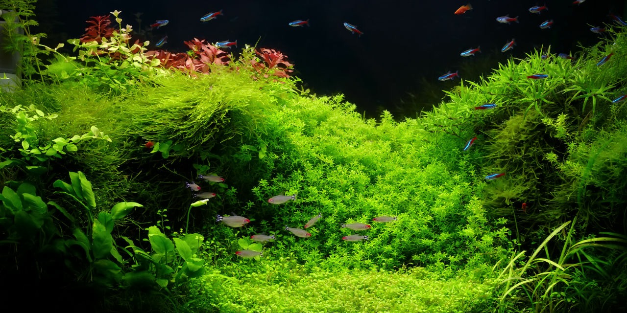 Aquarium avec CO2