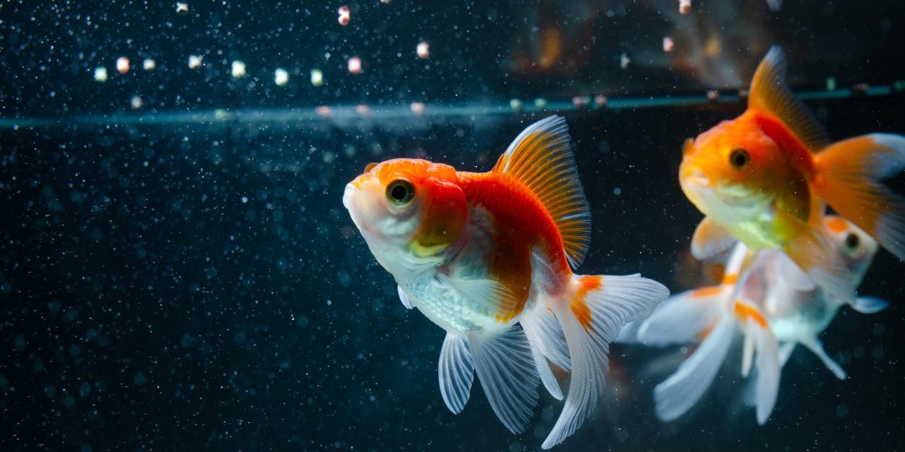 Nourriture pour poissons rouges