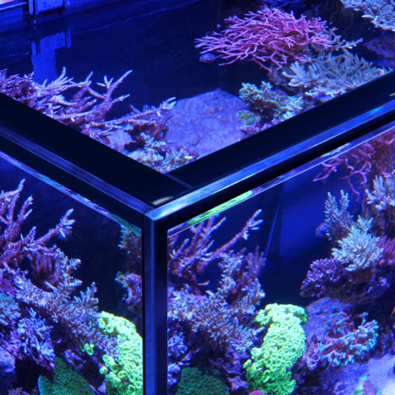 Red Sea REEFER MAX S G3