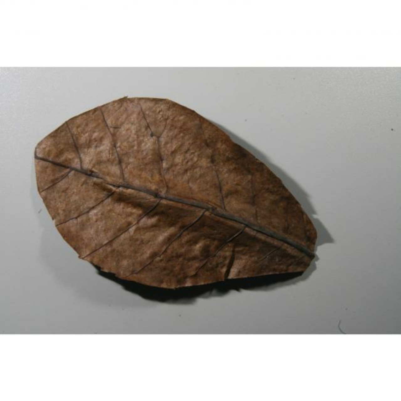 JBL Nano-Catappa feuilles d’amandier tropical