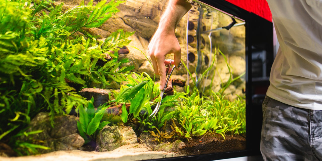 Taille des plantes d’aquarium
