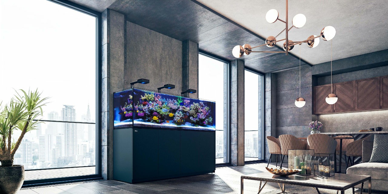 Aquarium d’eau de mer mixte