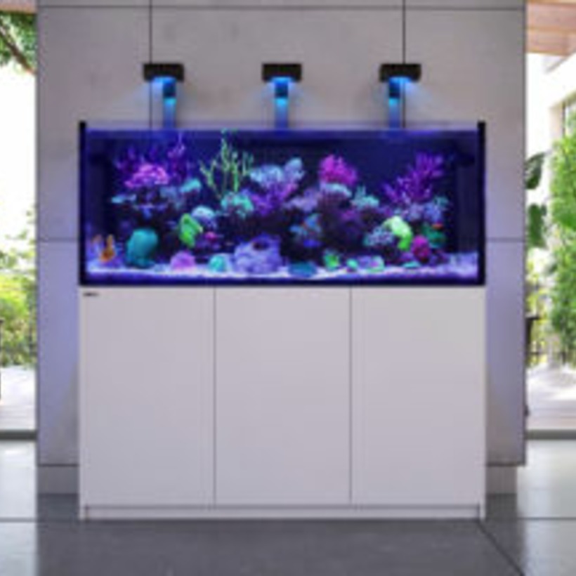 Aquarium d’eau de mer