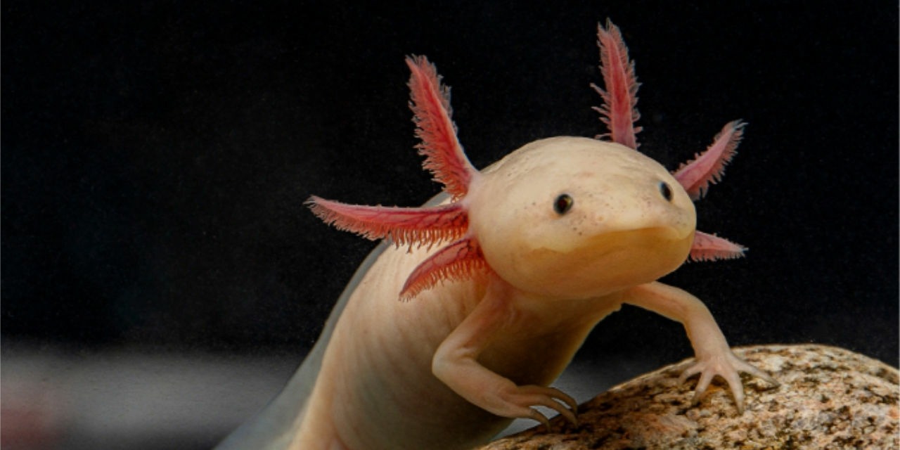 Axolotl en aquarium