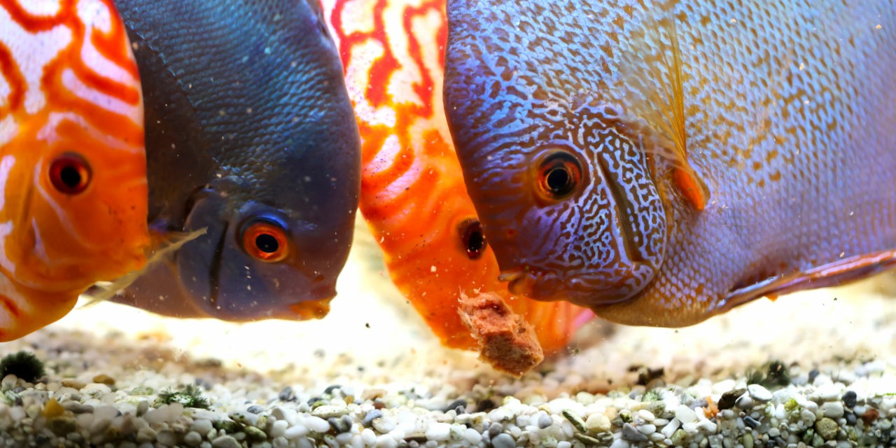 Alimentation des discus
