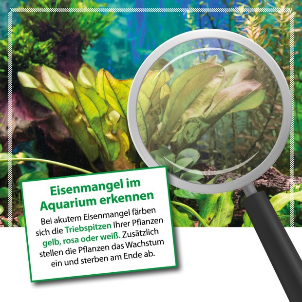 Arka Plants Fe
