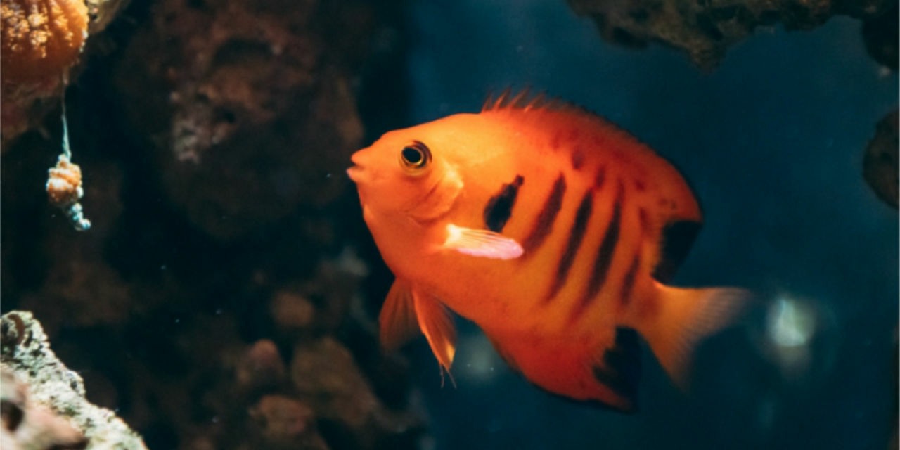 Poisson-ange nain dans l’aquarium d’eau de mer