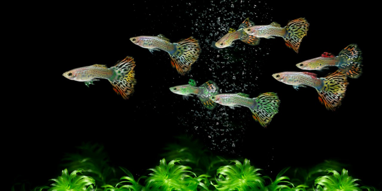 Préparer sa nourriture pour guppys
