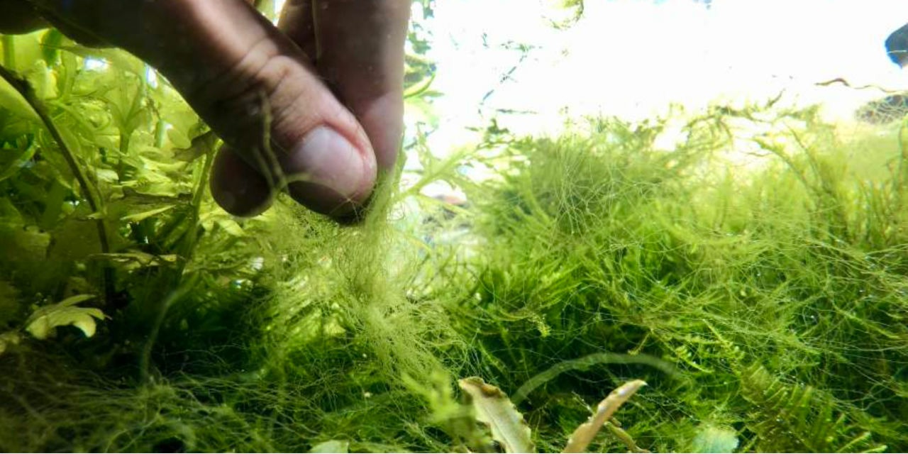 Algues filamenteuses dans l’aquarium