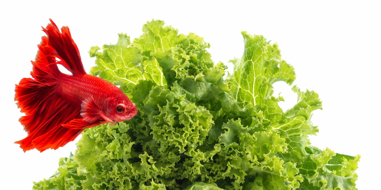 Nourriture alternative pour poissons