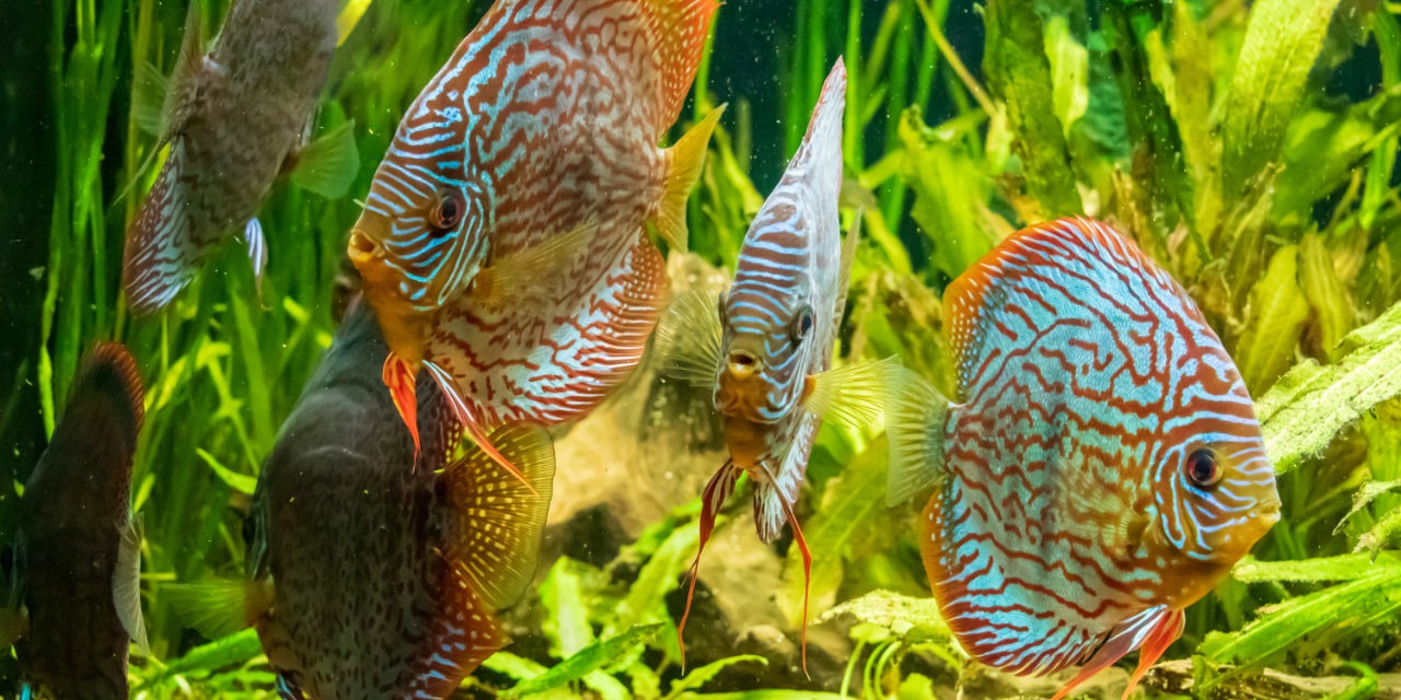Poissons dans l’aquarium