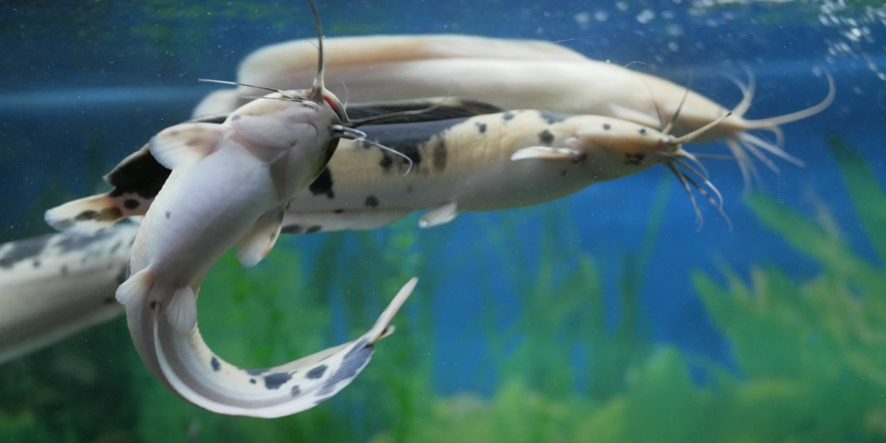 Poisson-chat marcheur (Clarias batrachus)