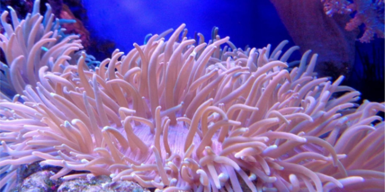 Possibilités d’aménagement pour l’aquarium d’eau de mer
