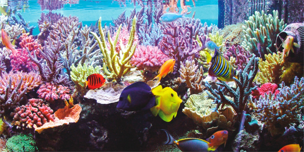 Système complet D-D avec poissons et coraux